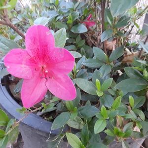 Meet your Posher, Misty